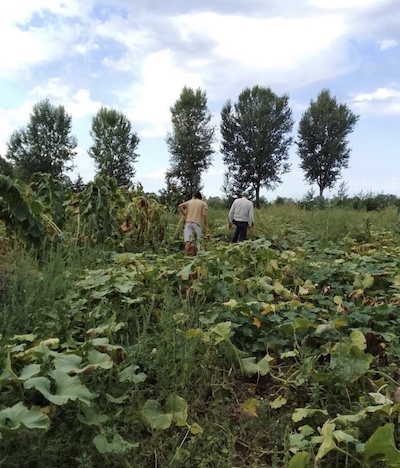 L’importanza del SIL - il progetto per l’inserimento lavorativo 