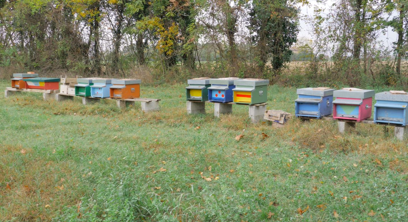 Apicoltura e clima che cambia: pensiamoci un po’ su, assieme a Davide Casarini